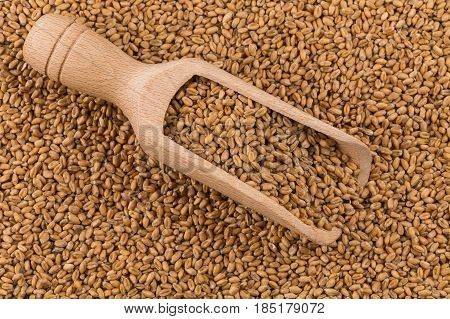 Wheat Grain On White