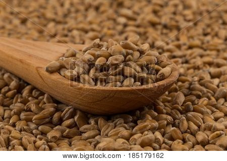 Wheat Grain On White