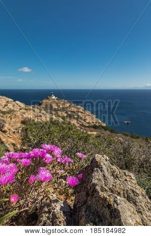 Pink Flowers On Rocky Corsican Coast With Lightouse In Distance