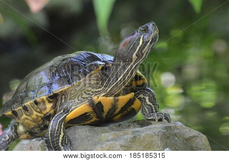 Great painted turtle sitting on a rock looking up.