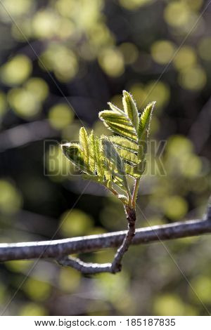Branch Of A Tree With Blossoming Flatteries