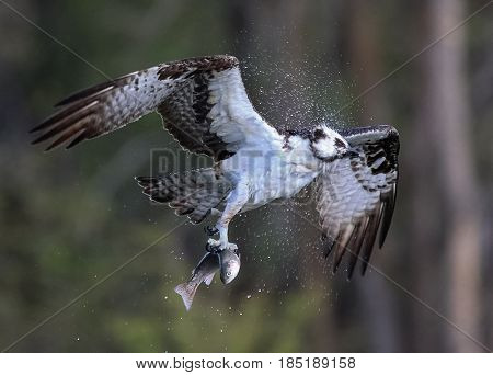 an osprey shaking off water after catching a trout 
