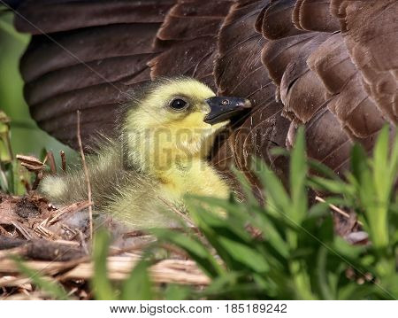 a brand new gosling cuddles with its mom in a nest at a local wildlife park refuge 