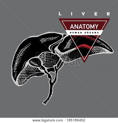 Hand drawing anatomy human liver. Outline vector illustration with frame for text