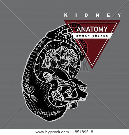Outline kidney illustration. Template design for school, hospitals or your design. Human anatomy of organ.