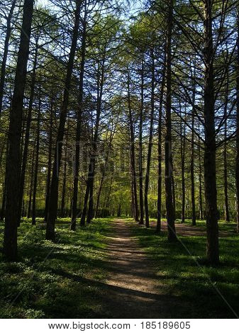 shadow way in the beautiful forest in russia