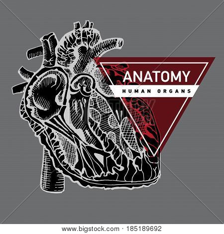 Human organ heart . Hand drawing anatomiy lillustration with typography.