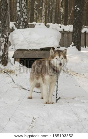 A hussy red dog in the winter near the booth