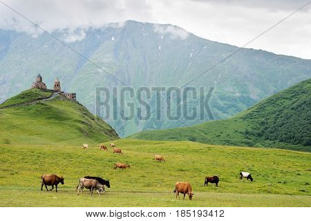 Trinity Church In Gergeti