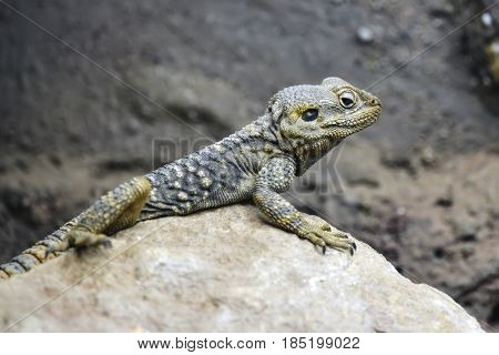 Beautiful Painted Dragon Reptile Stellagama Stellio Brachydactyla On Rock
