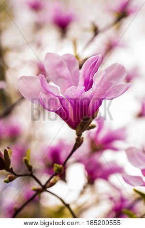 decoration of few magnolia flowers. pink magnolia flower. Magnolia. Magnolia flower spring branch