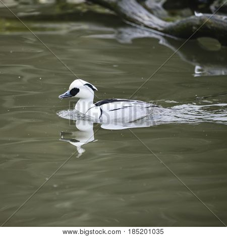 Beautiful Portrait Of Smew Duck Bird Megellus Albellus On Water In Spring