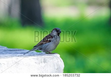 sparrow sits on gray stone in park on green background