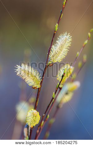 Branches of a willow in the spring in the foreground