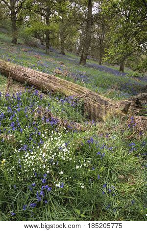 Stunning Vibrant Landscape Image Of Blubell Woods In English Countryside In Spring
