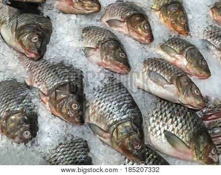 Fresh fish a carp lying in the ice closeup