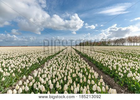 Stock photo flowers bulb fields in the Dutch landscape. Beautifully colored tulips in the far-reaching lowlands of the Netherlands. The most famous export product in the Netherlands next to cheese