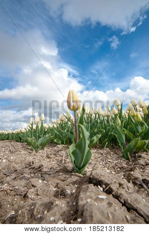 Stock photo flowers bulb fields in the Dutch landscape. Beautifully colored tulips in the far-reaching lowlands of the Netherlands. The most famous export product in the Netherlands next to cheese
