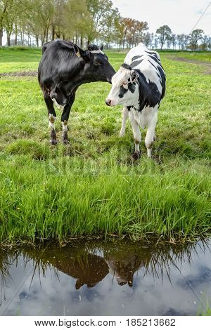 Grazing cows along the ditch side. Young farm animals graze in the wieland of fresh fresh spring grass along the waterfront and look curiously in the camera