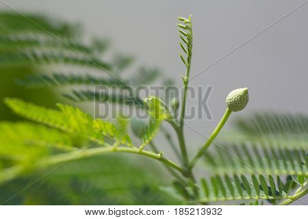 Lead tree is herb in the Siam and Thai call 