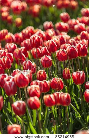 Horticulture and arable crops with different types and colors with tulips in the Netherlands. A typical Dutch stock foot with flowering flowers and Dutch clouds during spring