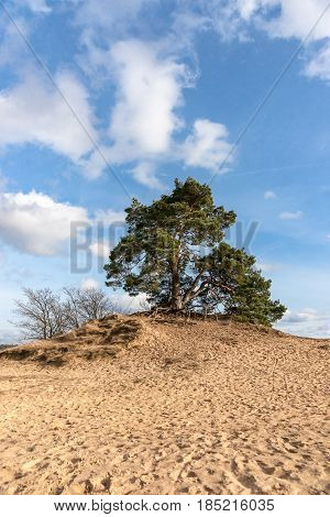 Pine trees and sand dunes in the desert at Kootwijk in the Netherlands