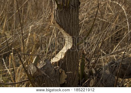 Tree on the verge of falling damaged by beavers