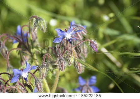 flower of borago in a meadow in la spezia