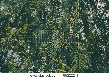 Schinus molle. California Pepper tree. Peruvian pepper. Texture and background for designers. Background of  Schunis molle leaves.