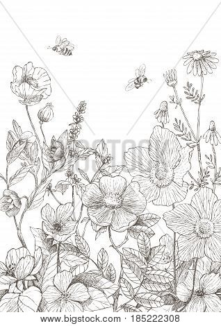 Vector floral border. Herbs and wild flowers. Botanical Illustration engraving style.