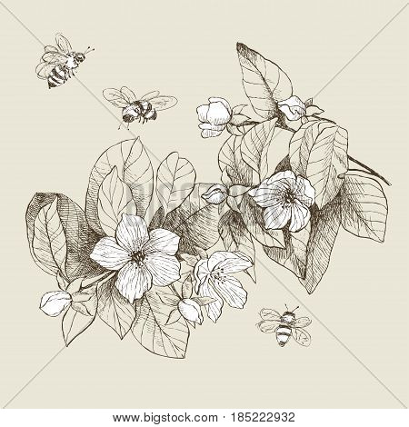 Vintage botanical detailed illustration. Engraving style. Hand drawing illustration. Vector, brown tone. Flowers of apple tree