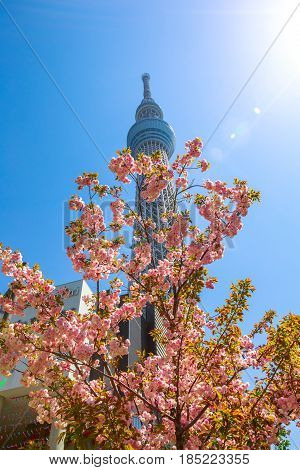 Cherry blossoms full bloom with Tokyo Stkytree on background.The cherry blossom is considered the national flower of Japan. Tokyo Skytree is the tallest tower in the world and observation tower.