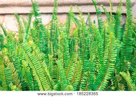 Nephrolepis exaltata (The Sword Fern) - a species of fern in the family Lomariopsidaceae for background.