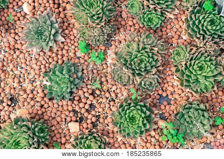 succulents and cactus blooming decoretive on garden with small rock in vintage tone.