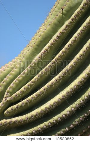 Saguaro cactus z pokoju do kopiowania