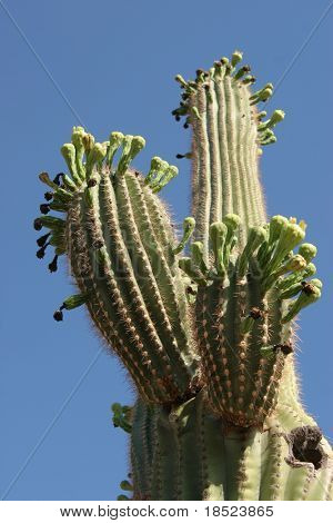 Saguaro cactus z pokoju do kopiowania