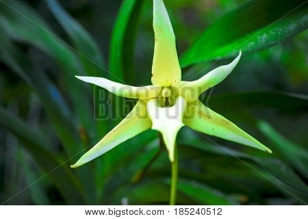 Orchid Flower And Green Leaves Background With Sunlight In Garden.