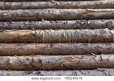 Logs of wood. Stacked pine trees in the forest.