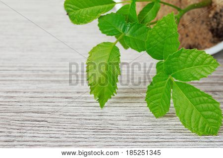 Sprout of a young walnut on wooden background