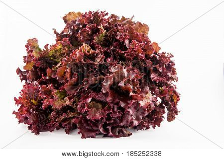 Purple romaine lettuce (Lactuca sativa) isolated in white background