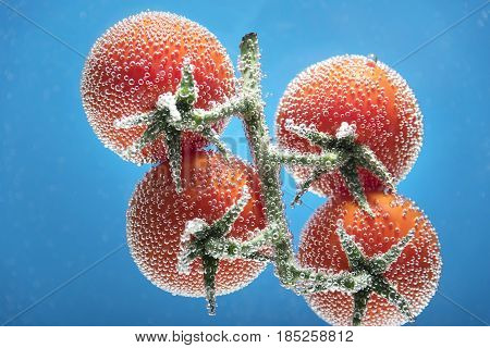 Tomatoes on a branch isolated on a blue background with air bubbles