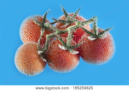Tomatoes on the branch are covered with bubbles isolated on a blue background. Close up
