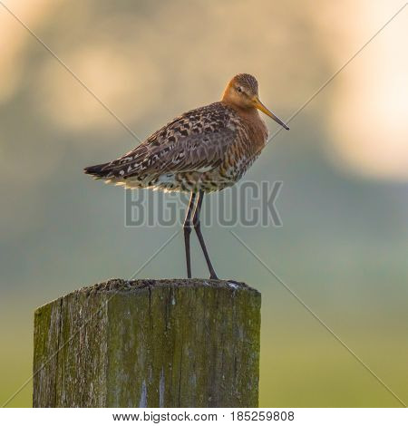 Looking Black-tailed Godwit On Post With Pastel Colored Background