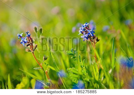 wild meadow pink flowers on morning sunlight background. Spring field background
