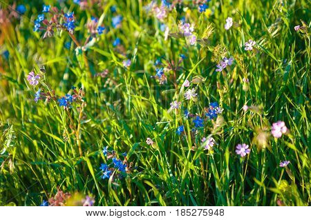 wild meadow pink flowers on morning sunlight background. Spring field background