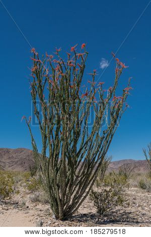 Full Blooming Ocotillo In Desert during superbloom
