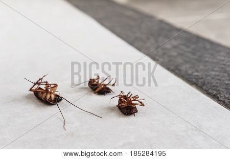 Dead cockroaches on the floor with copy space, killed cause of bacteria and disease in the house