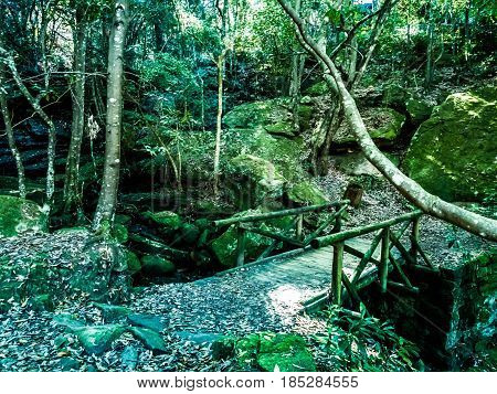 the wood bridge Nature in deep forest
