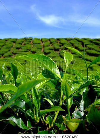 Plantation de thé avec un ciel bleu