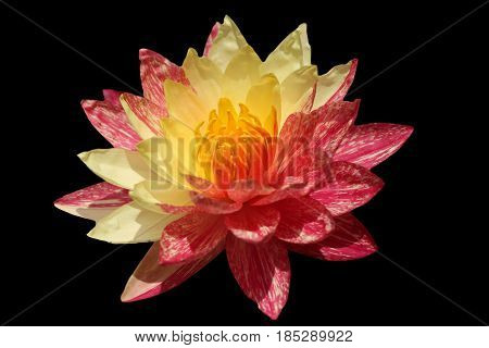 Close up blooming waterlily or lotus flower isolated on black background.